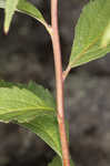 Japanese spiraea